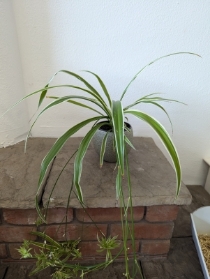 Spider Plant with Decorative Pot